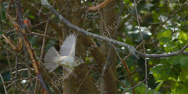 Dusky Warbler